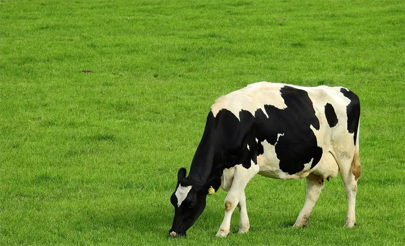 Hayvancılıkta Kriz ve Çözüm Arayışları: Destekler Yeterli mi?